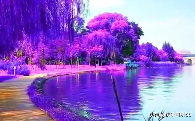 冬日小灵芝开启致富“密码”